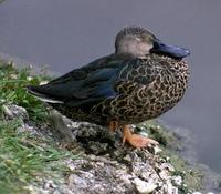 Image of: Anas smithii (Cape shoveler)