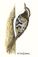 Image of: certhia familiaris (Eurasian treecreeper)