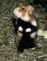 Cricetus cricetus - Common Hamster