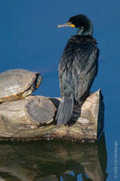 Image of: Phalacrocorax auritus (double-crested cormorant)