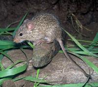 Arvicanthis niloticus - African Grass Rat