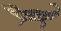 Image of: Paleosuchus trigonatus (Schneider's dwarf caiman)