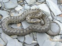 Coronella austriaca
