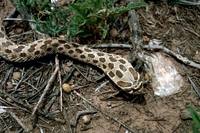 Heterodon nasicus - Western Hog-nosed Snake