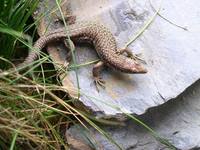 Darevskia unisexualis