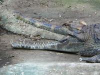 Tomistoma schlegelii - False Gavial