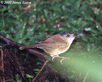 Temminck's Babbler - Pellorneum pyrrogenys