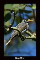 Noisy Miner