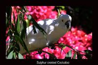 Sulphur crested Cockatoo