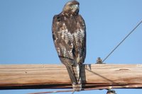 Red-tailed Hawk - Buteo jamaicensis