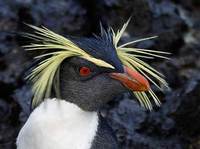 Northern Rockhopper Penguin (Eudyptes (chrysocome) moseleyi) photo