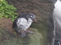 Least Auklet - Aethia pusilla