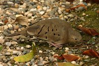 Ecuadorian Ground-Dove - Columbina buckleyi