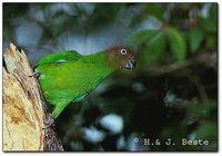 Red-cheeked Parrot - Geoffroyus geoffroyi