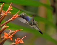 Sapphire-spangled Emerald - Polyerata lactea