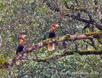 Rufous Hornbill - Buceros hydrocorax