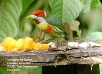 Versicolored Barbet - Eubucco versicolor