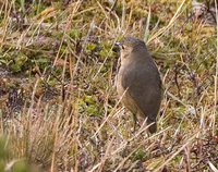 Tawny Antpitta - Grallaria quitensis