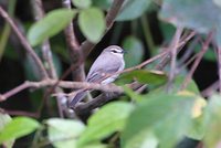 Drab Water-Tyrant - Ochthornis littoralis