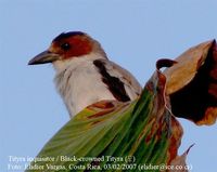 Black-crowned Tityra - Tityra inquisitor