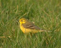 Yellow Wagtail - Motacilla flava