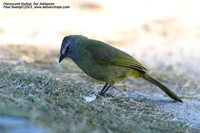 Flavescent Bulbul - Pycnonotus flavescens