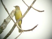 Sulphur-bellied Bulbul - Ixos palawanensis