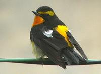 Narcissus Flycatcher - Ficedula narcissina