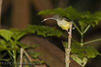 Little Spiderhunter - Arachnothera longirostra
