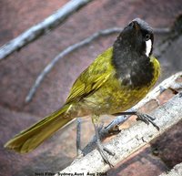 White-eared Honeyeater - Lichenostomus leucotis