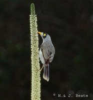 Noisy Miner - Manorina melanocephala