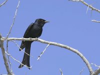 Fork-tailed Drongo - Dicrurus adsimilis