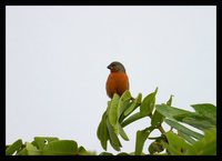 Ruddy-breasted Seedeater - Sporophila minuta