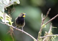 Yellow-faced Grassquit - Tiaris olivacea