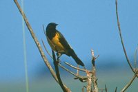 Yellow-rumped Marshbird - Pseudoleistes guirahuro