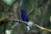 Violet Sabrewing