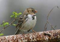 Harris's Sparrow at Page Rd. 1/15/05 © 2005 Jim Gain