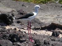 Black-winged Stilt, Salinas Del Janubio, Lanzarote, March 2006.