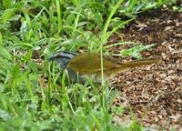 Black-striped Sparrow  