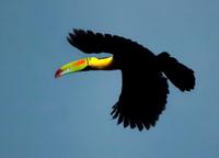 Keel-billed Toucan on the down-flap  