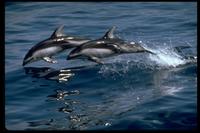 Pacific White-Sided Dolphin 314028.jpg (91004 bytes)
