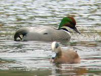 Above: Falcated Duck : 29 January 2005, Coburg, Oregon