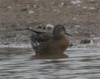 Garganey at Venus Pool (Jim Almond) August 2005