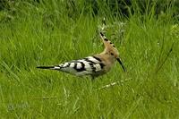 The Much Wenlock Hoopoe - May 2005 (photograph by Paul King)