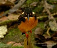 Blue-banded Kingfisher (fem.)