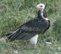 White-headed Vulture p.52