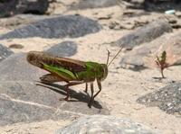 Grasshopper