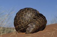 Pangolin, Manis temminckii, Curls into a ball when disturbed, Kgalagadi Transfrontier Park, Kala...