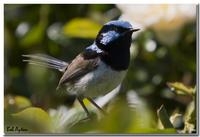 Superb Fairy-Wren(Malurus cyaneus)