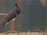 Cigognes noires (Ciconia nigra)